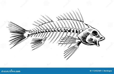 fish skeleton drawing|4,500+ Fish Skeleton Stock Illustrations, Royalty.